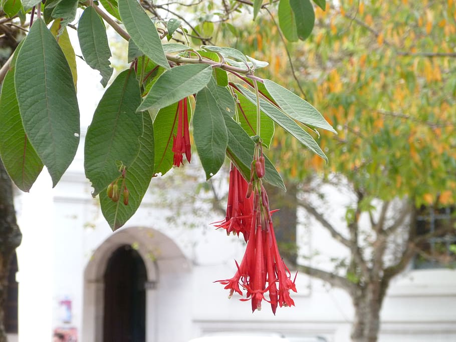 cuenca, ecuador, travel, scenery, flower, church, landscape HD wallpaper
