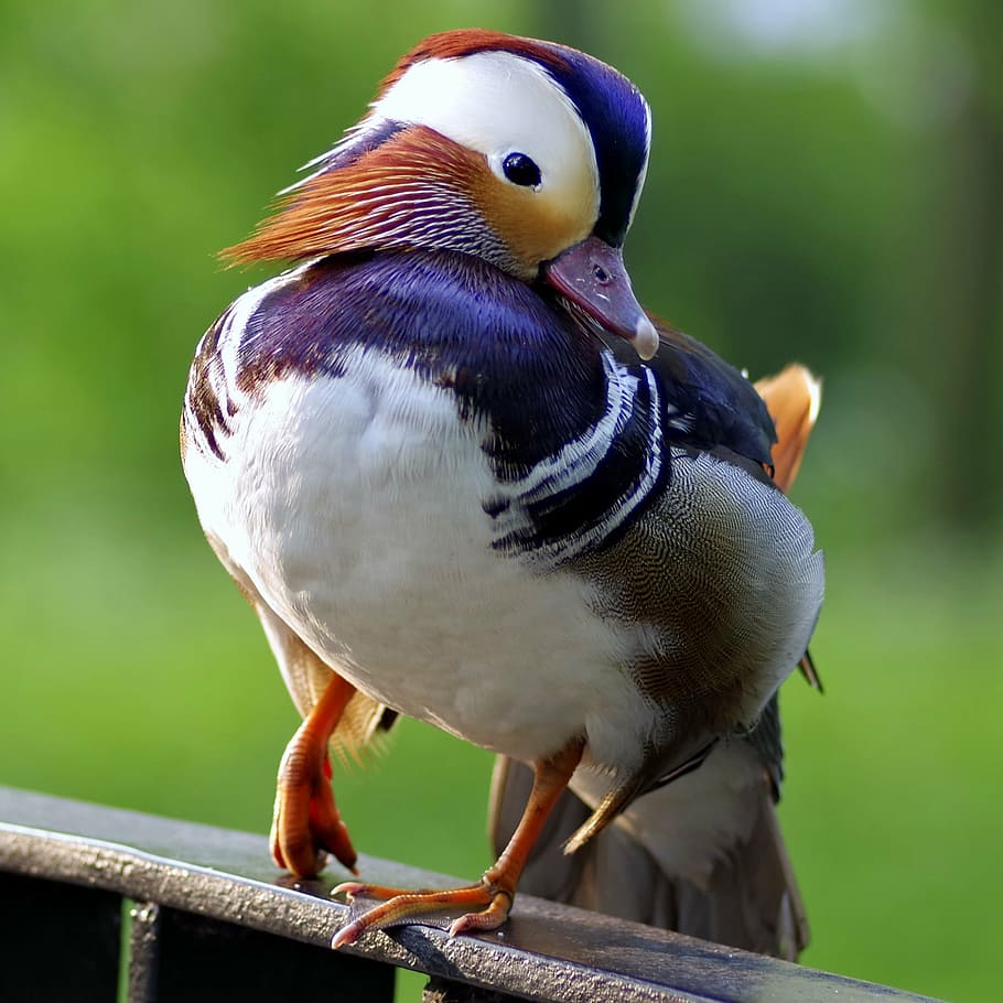 white and purple bird in bokeh photography, mandarin, duck HD wallpaper