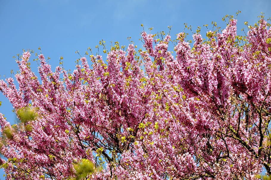 judas tree, spring, bloom, flower, plant, flowering plant, pink color