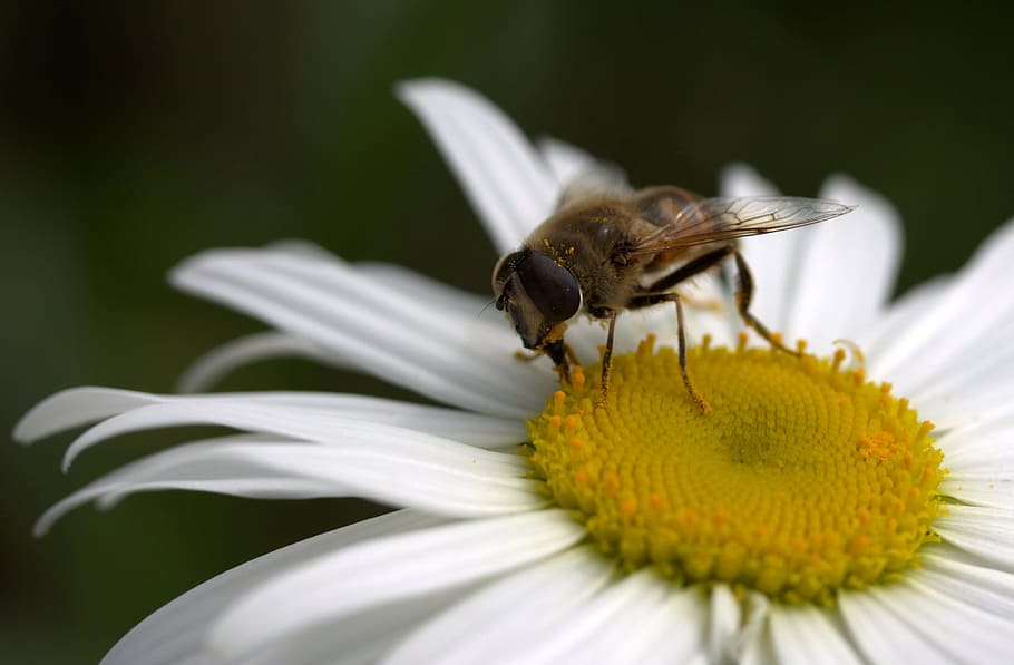 Bee, Daisy, Pollen, Work, Insecta, nature, flower, white, one animal HD wallpaper
