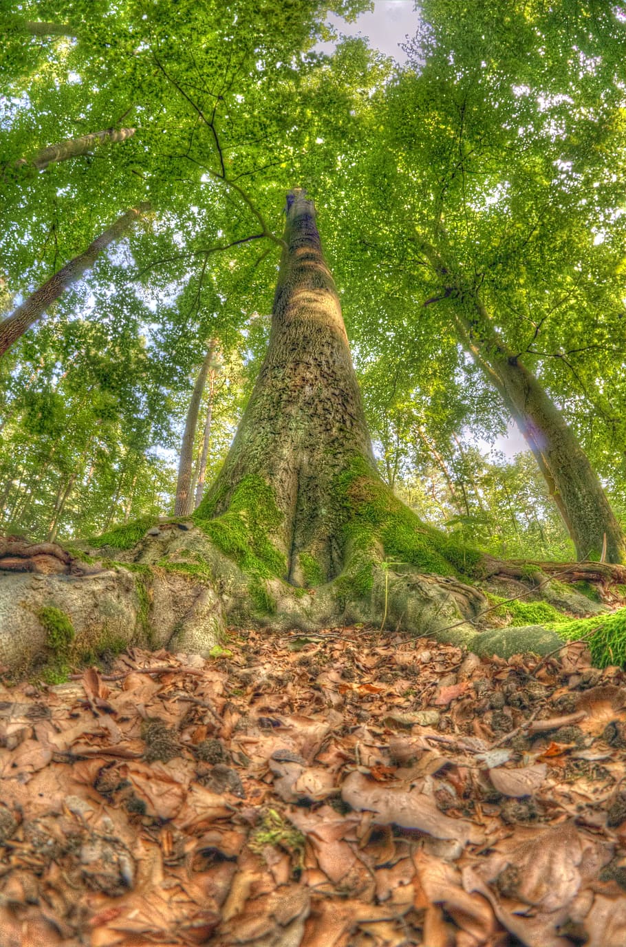 Trees, Woods, Forest, Nature, Landscape, summer, green, natural HD wallpaper