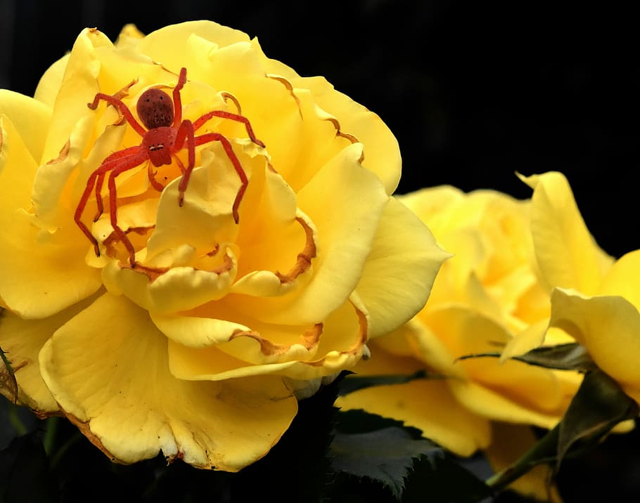 yellow rose, spider, nature, flower, plant, insect, blooming HD wallpaper