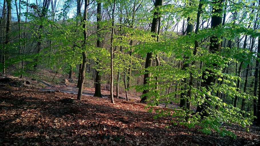 forest, trees, nature, forests, landscape, outdoors, woodland HD wallpaper