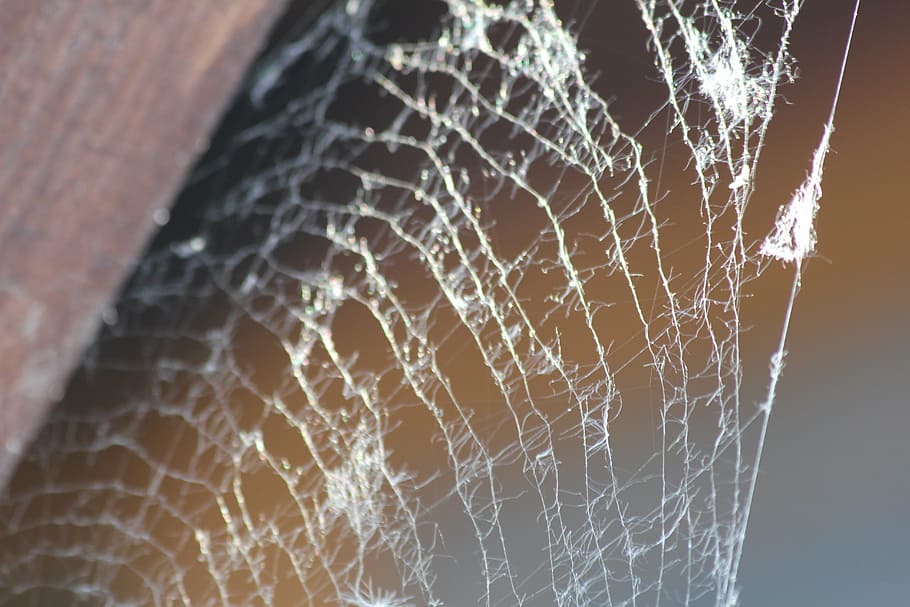 web, network, spider, fragility, spider web, vulnerability HD wallpaper