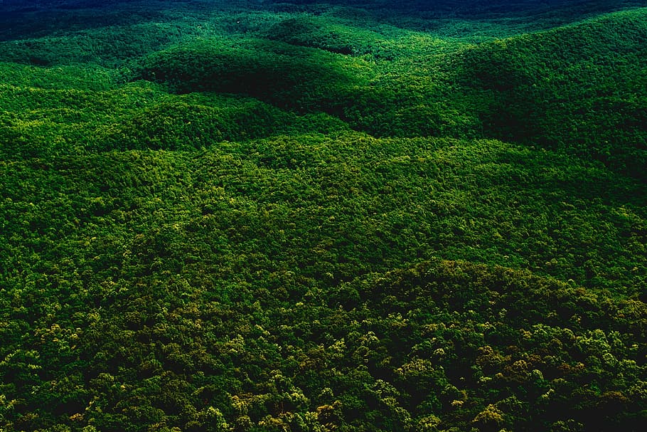 aerial photography of green mountain, Forest, Trees, Woods HD wallpaper