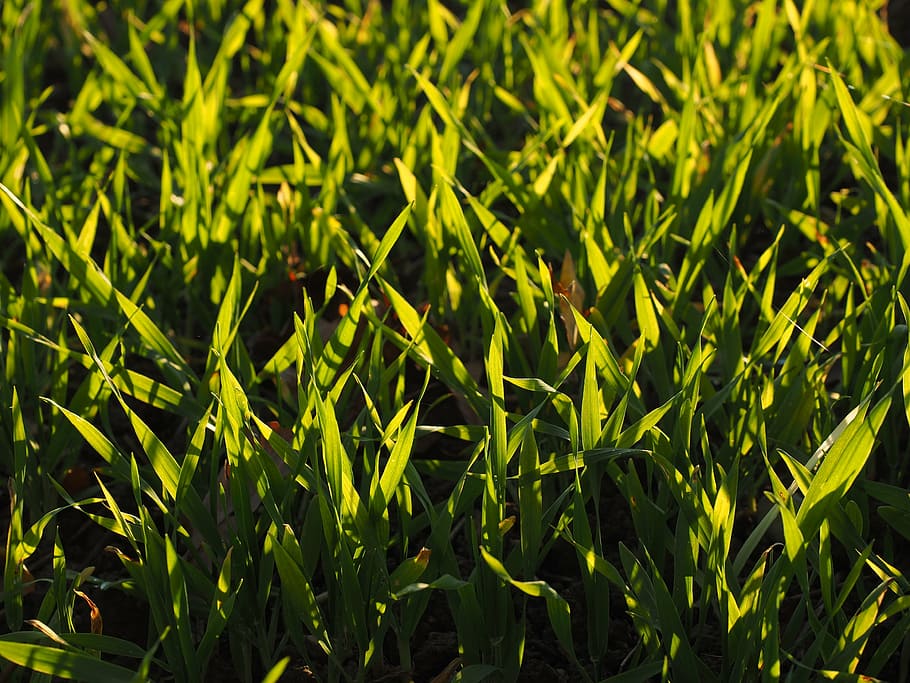 seed, field, arable, grass, green, cereals, agriculture, cultivation HD wallpaper