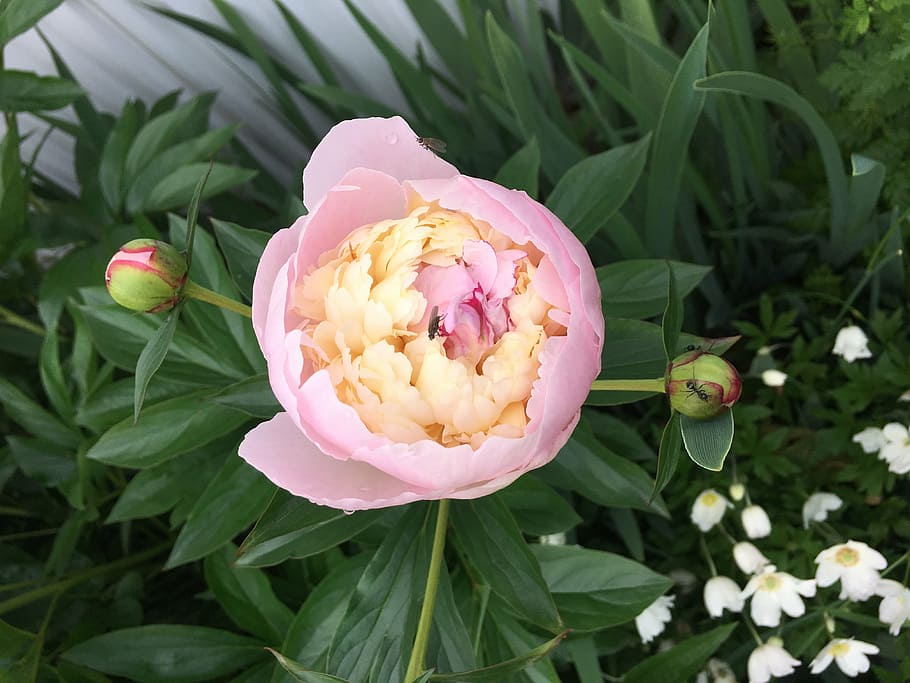 peony, flower, pink, freshness, plant, flowering plant, beauty in nature HD wallpaper