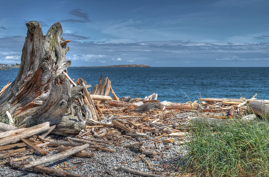 Brown and Gray Tree Near Body of Water, blue water, branches HD wallpaper