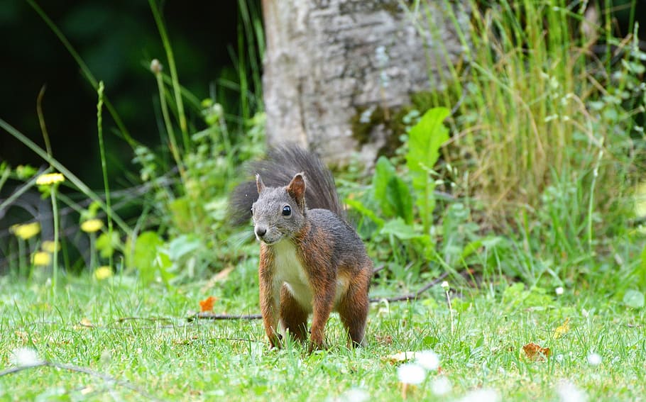 squirrel, nager, rodent, cute, nature, cheeky, animal, garden HD wallpaper