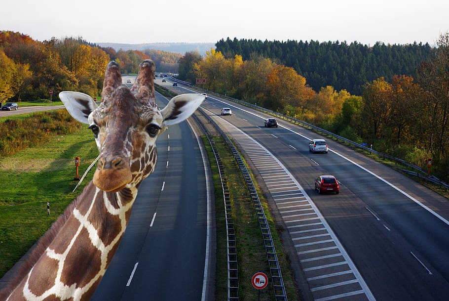 HD wallpaper: giraffe taking selfie with high way road background, highway  | Wallpaper Flare