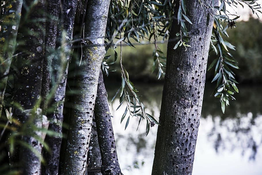 tree, leaves, sheet, water, nature, green, structure, branch HD wallpaper