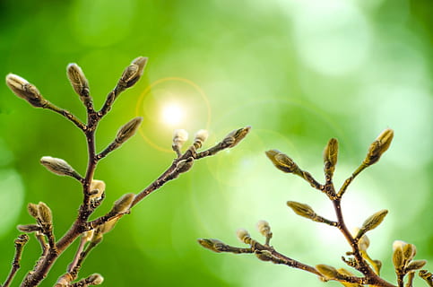 brown flower buds in shallow-focus shot, easter, willow, branch HD wallpaper