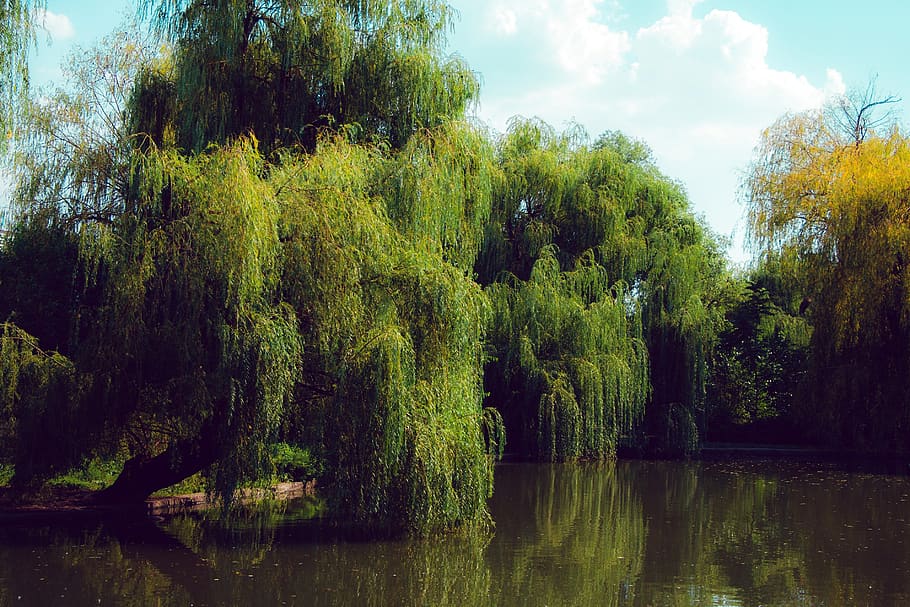 pond-willow-water-park-tree-landscape.jpg