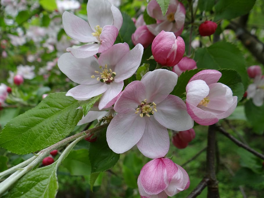 Blossom, Bloom, Apple Tree, apple tree blossom, apple blossom HD wallpaper