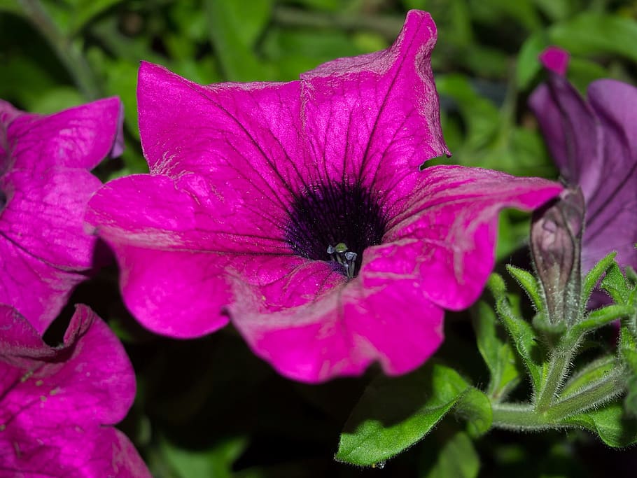 Flower, Violet, Plant, Macro, Garden, blooming, blooms, the stones HD wallpaper