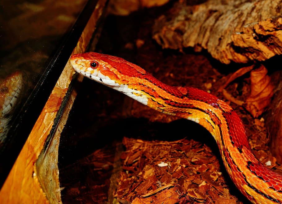 snake, natter, corn snake, reptile, animal, species, non-hazardous HD wallpaper