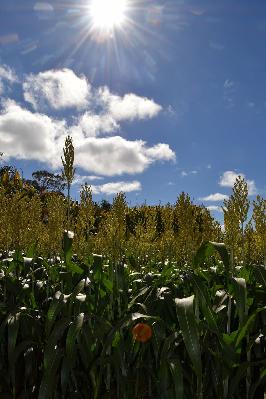 corn, sol, sky, flower, harvest, crop, clouds, landscapes, plant HD wallpaper