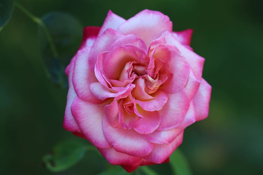 Rose, Red, Red Rose, Flower, Macro, Garden, nature, close, rose - Flower HD wallpaper