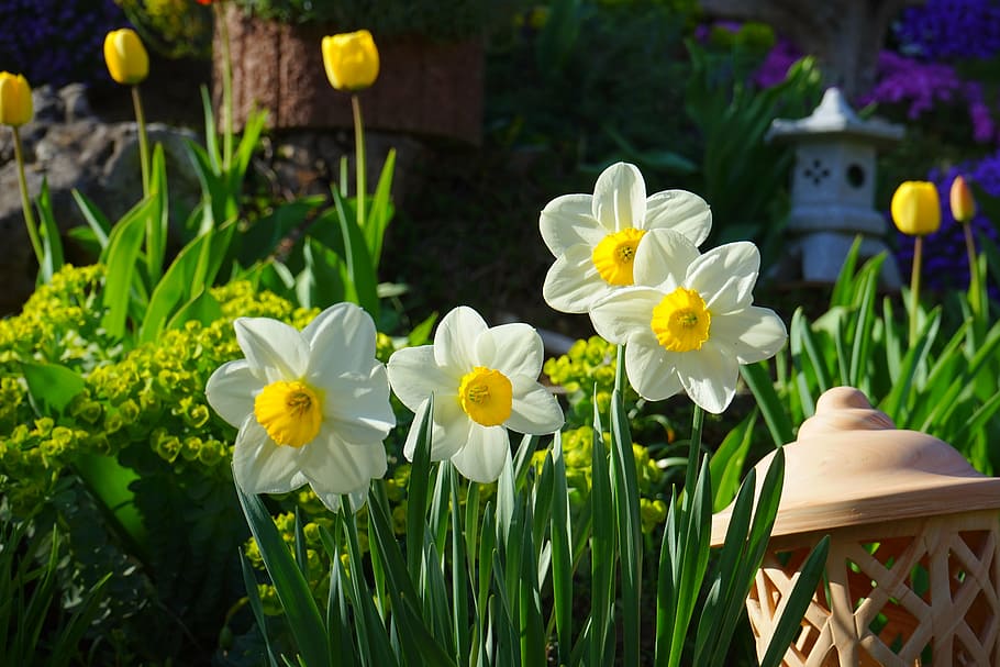 daffodils, osterglocken, flowers, blossom, bloom, spring, white, HD wallpaper