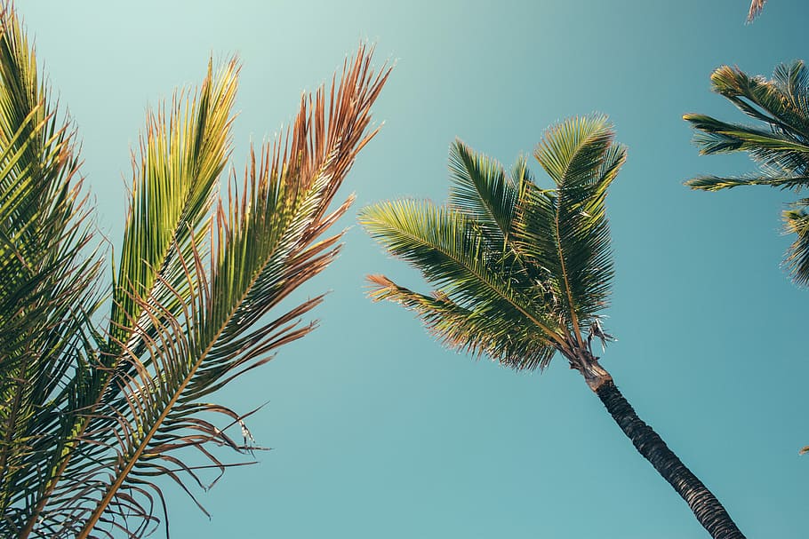 low-angle photography of palm trees, green palm tress under blue sky during daytime HD wallpaper