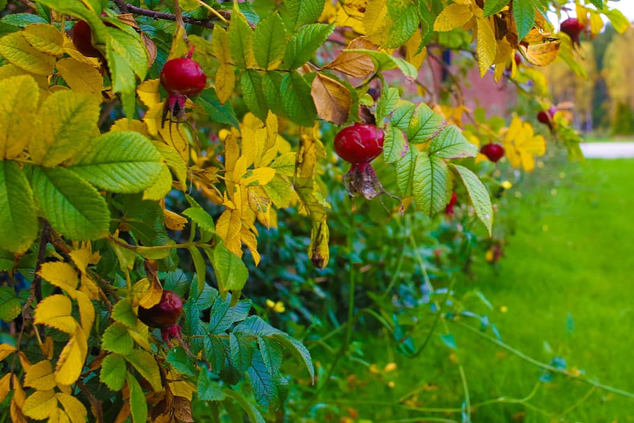 herb, autumn, leaves, fall, nature, plant, leaf, growth, plant part HD wallpaper