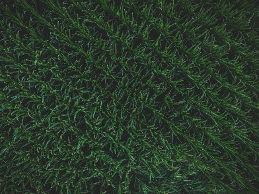 aerial photo of green leaves plants, close up photo of green plant field HD wallpaper