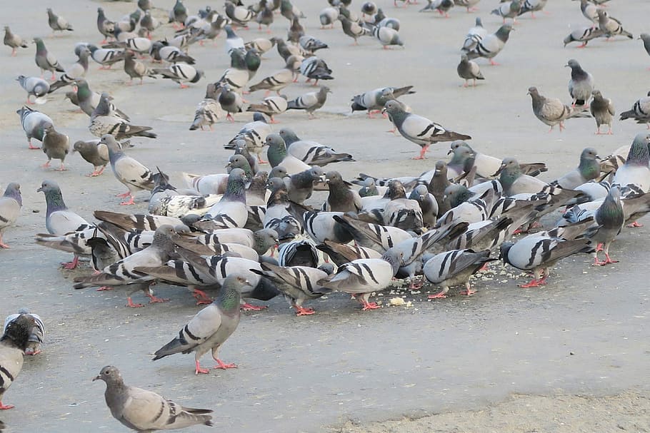 birds, pigeon, animal themes, animals in the wild, large group of animals HD wallpaper