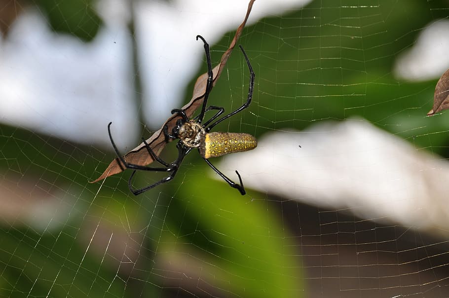 spider, network, cobweb, insect, invertebrate, animal themes HD wallpaper