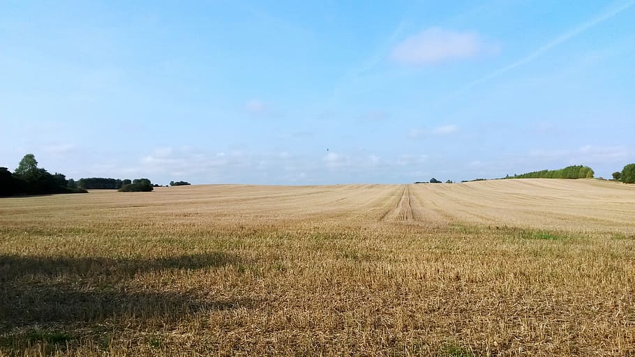 corn field, nyborg, agriculture, nature, rural Scene, farm HD wallpaper