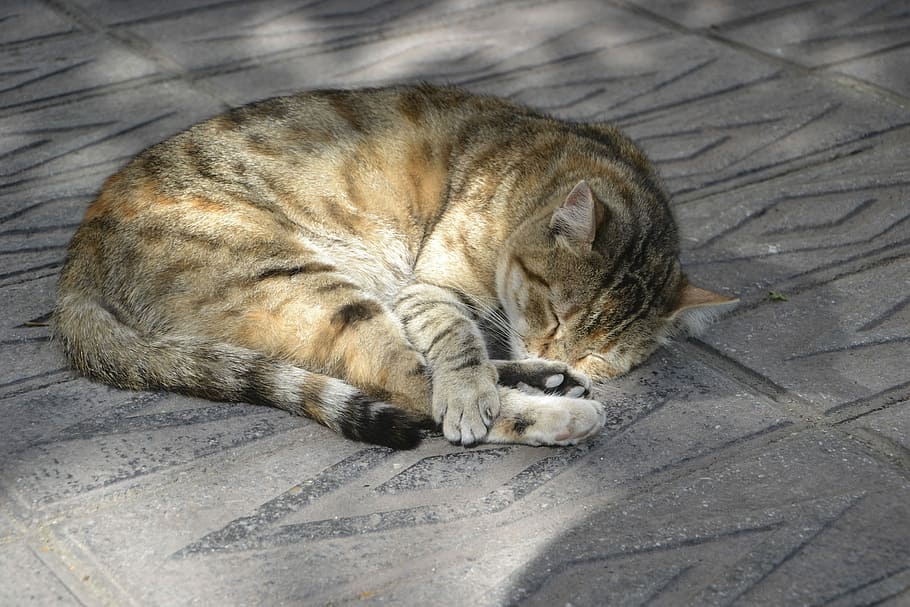 Cat, Sleepy, Sleeping, Tired, Street, outdoor, the homeless HD wallpaper