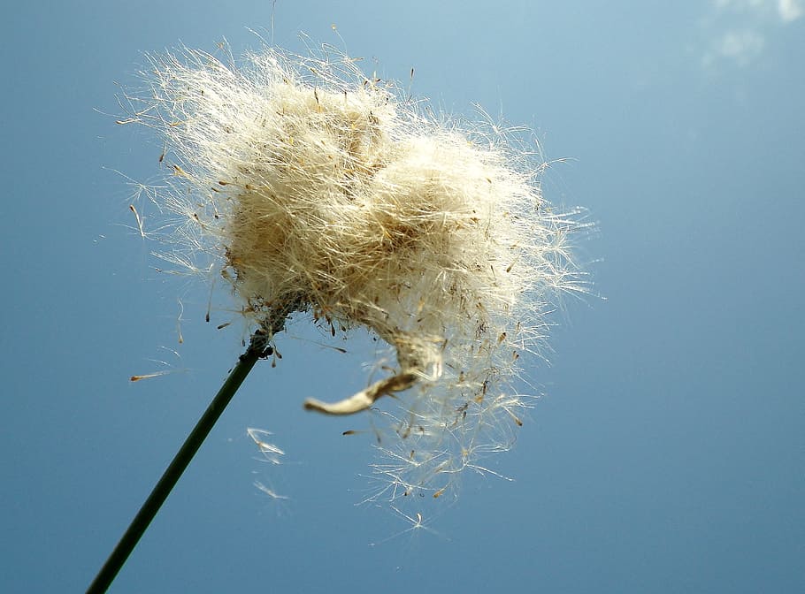 seeds, wind, sky, close-up, nature, no people, plant, white color HD wallpaper