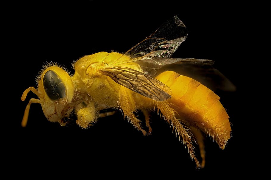 Bee, Macro, Mounted, Close Up, Yellow, wings, insect, hairy HD wallpaper
