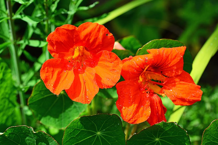 Nasturtium, Orange, Common, Edible, red, annual, cress-like HD wallpaper