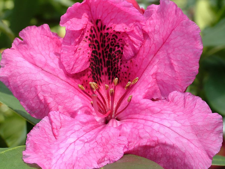 rhododendron, blossom, bloom, spring, flowering plant, petal HD wallpaper