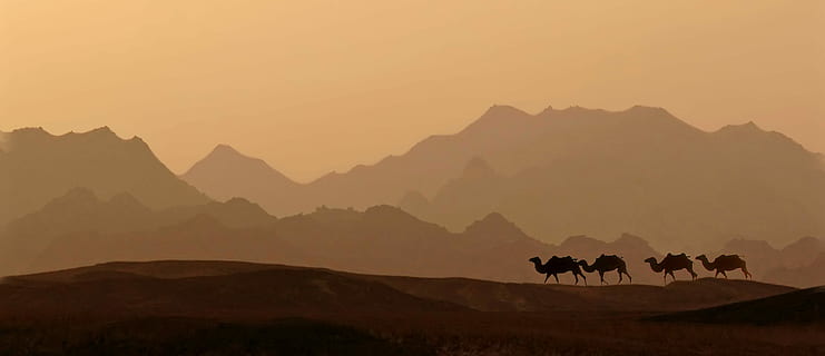camels during sunset, dawn, desert, panoramic, mountain, landscape HD wallpaper