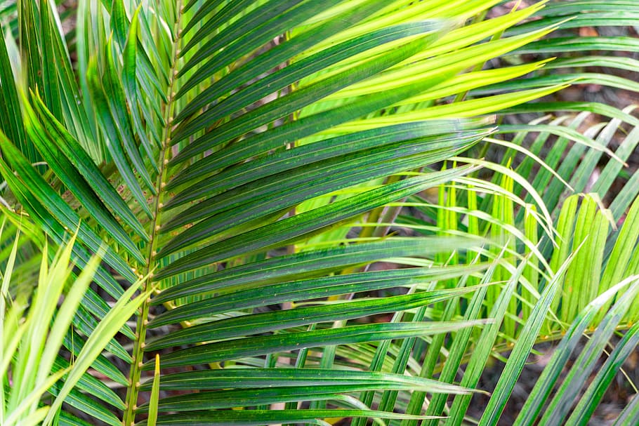ramos, green, vegetable, leaves, vegetation, nature, illustrations HD wallpaper