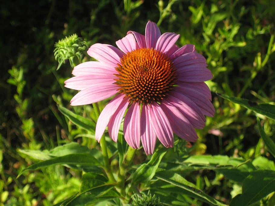 echinacea, flower, pink, nature, summer, plant, petal, close-up HD wallpaper