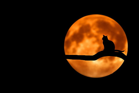 silhouette of cat on tree branch, amazing, beautiful, breathtaking HD wallpaper