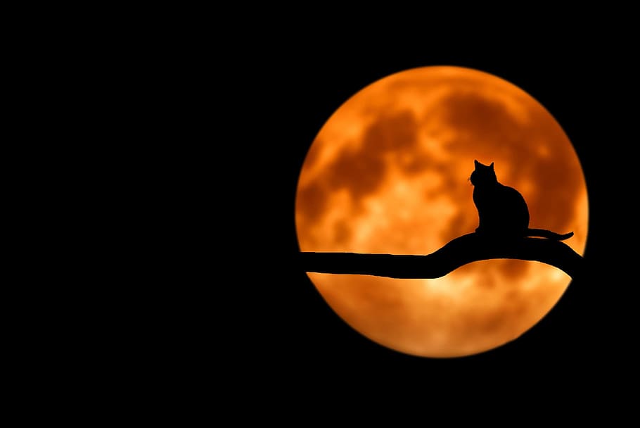 silhouette of cat on tree branch, amazing, beautiful, breathtaking HD wallpaper