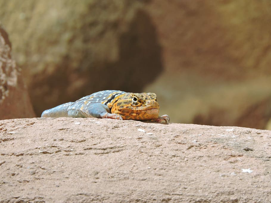 Lizard, Colored, Reptile, Zoo, one animal, animal wildlife HD wallpaper
