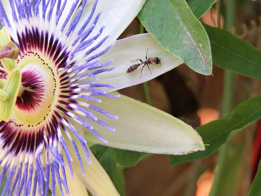 insect, flower, macro, nature, garden, invertebrate, plant HD wallpaper