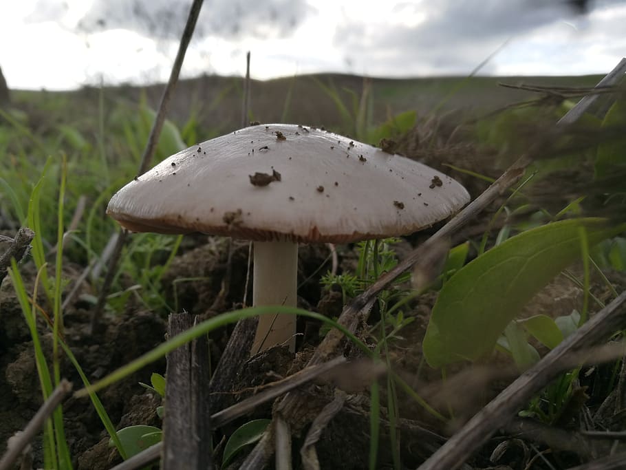mushrooms, nature, vegetable, plant, fungus, growth, land, food HD wallpaper