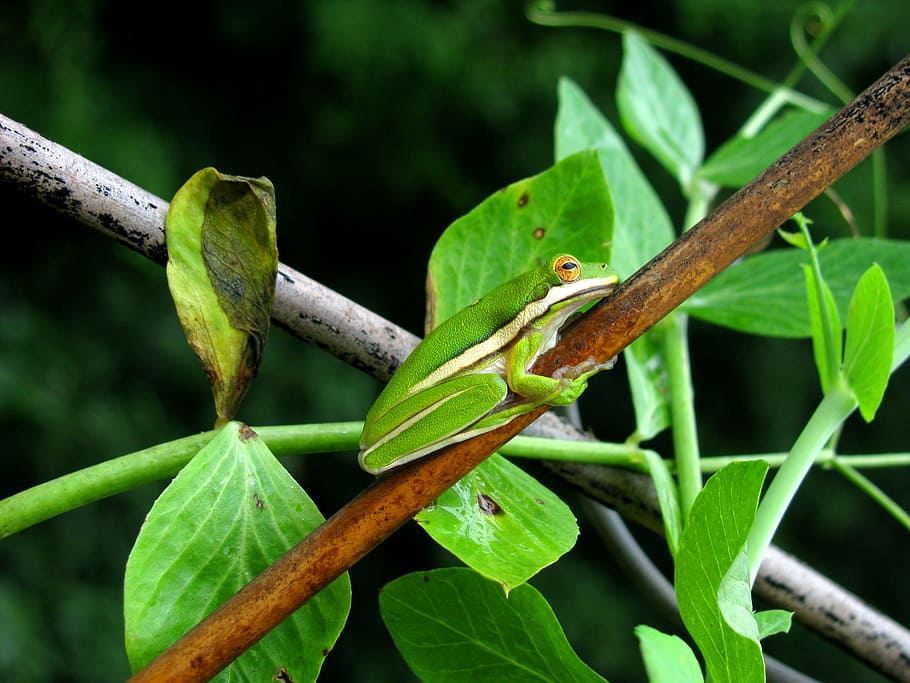 tree frog on branch, green tree frog on tree branch, Tiny, nature HD wallpaper