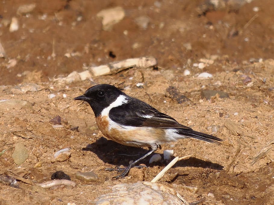 Stonechat, Bird, Animals, Nature, birds, one animal, animals in the wild HD wallpaper