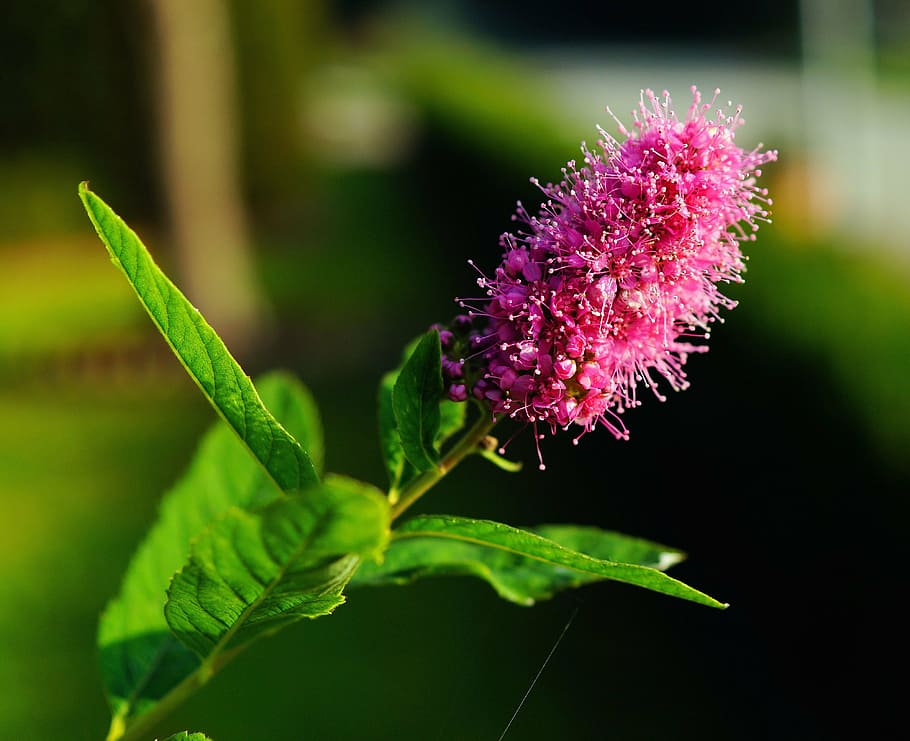 flower, blossom, bloom, purple, nature, close, plant, summer HD wallpaper