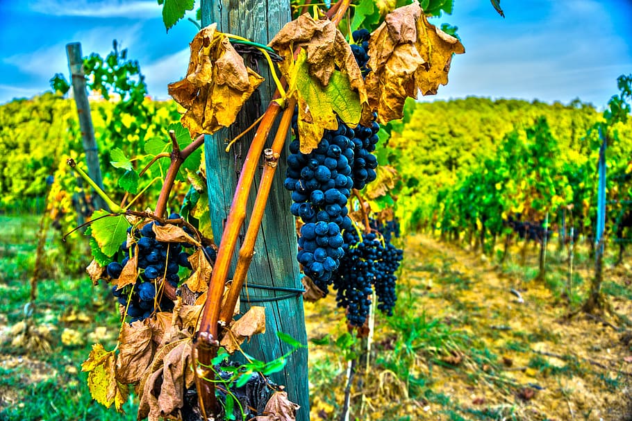 Grape, Wine, Wine, Grapes, Vine, Red Wine, wine road, grapevine, HD wallpaper