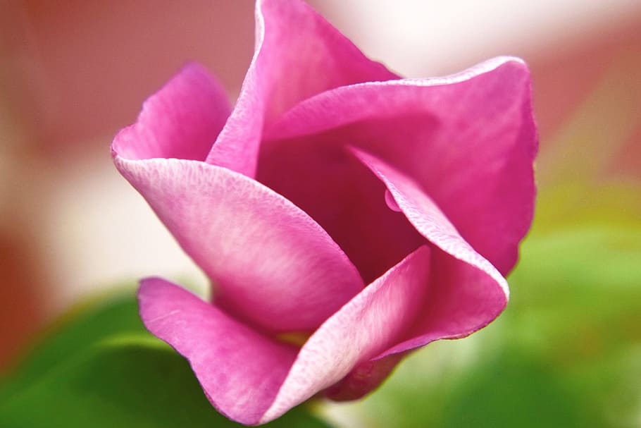 bell, flower, red, pink, nature, petals, flowering plant, beauty in nature HD wallpaper