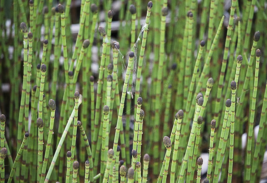 horsetail, spring, green, nature, plants, growth, green color HD wallpaper