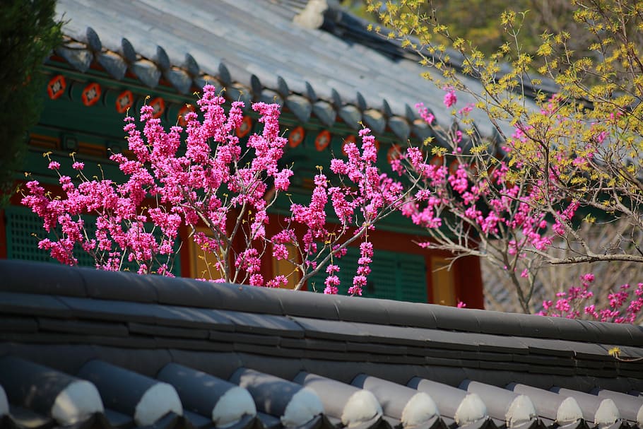 blooming pink flowers, giwajip, korean traditional, spring, republic of korea, HD wallpaper