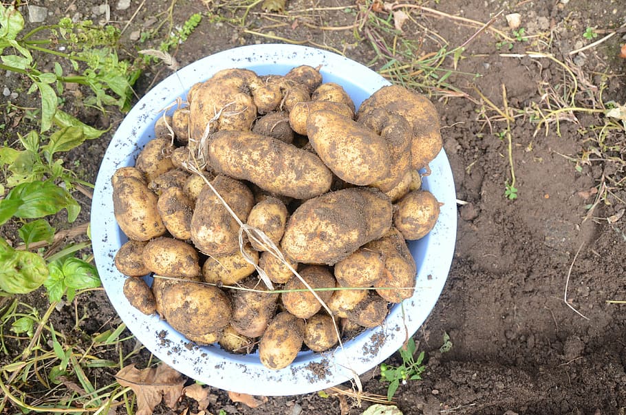potatoes, dug up, soil, food, garden, food and drink, high angle view